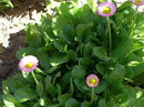 راهنمای نگهداری و پرورش گل و گیاهان زینتی - مینای چمنی